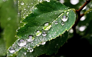 water dew on green leaf HD wallpaper